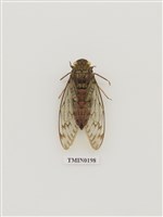 藏品(蟬)的圖片